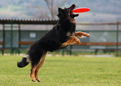 Disc dog e anziani: in forma divertendosi