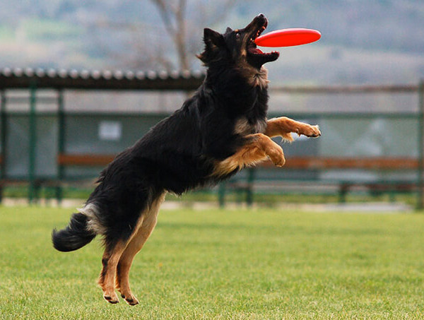 Disc dog e anziani: in forma divertendosi