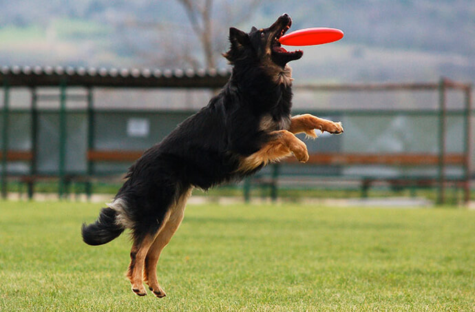 Disc dog e anziani: in forma divertendosi