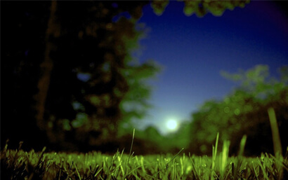 Nuova Fenice by Night