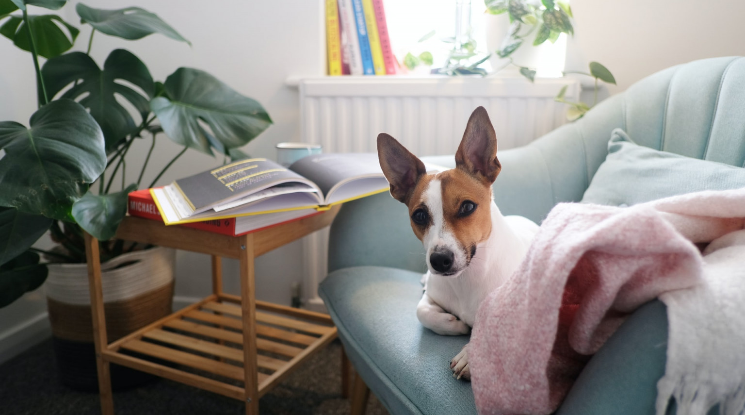 Pet Therapy anziani, un’attività utile anche a casa