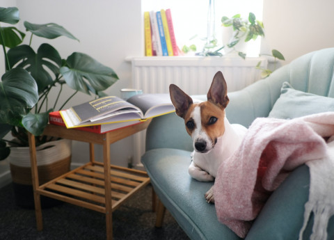 Pet Therapy anziani, un’attività utile anche a casa