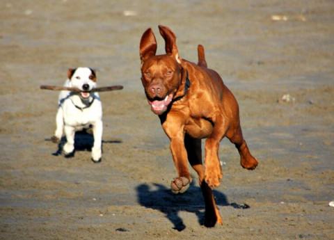 Vacanze con animali: trascorri l’estate con i tuoi amici a 4 zampe