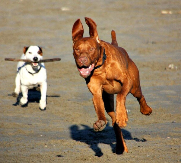 Vacanze con animali: trascorri l’estate con i tuoi amici a 4 zampe