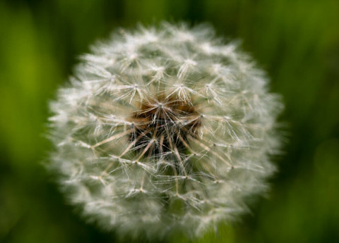 Anziani: Come curare le allergie da polline