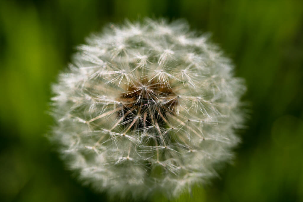 Anziani: Come curare le allergie da polline