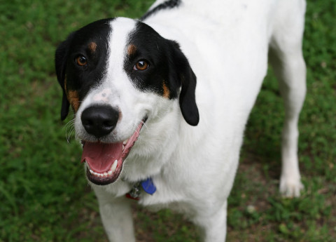 Animali: perché cani e gatti sono importanti per gli anziani