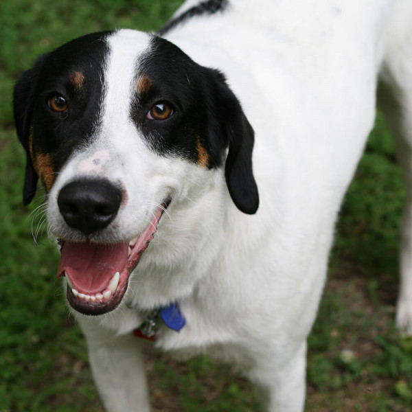 Animali: perché cani e gatti sono importanti per gli anziani