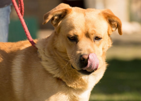 L'ansia negli anziani: passeggiare col cane può sconfiggerla