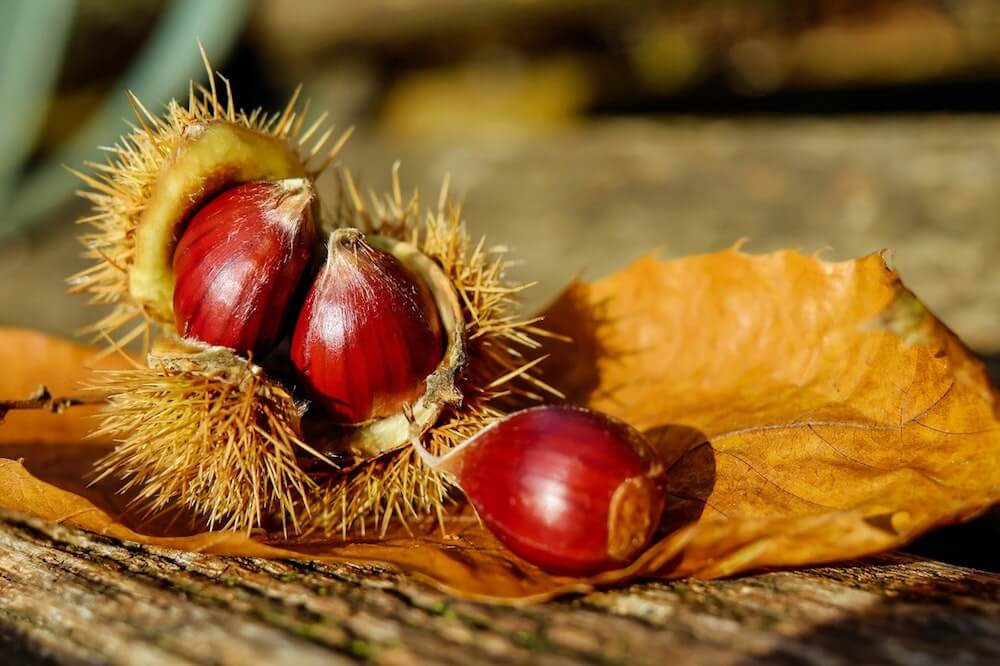 Le Torri<br>Castagnata d’autunno