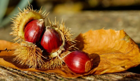 Villa San Clemente<br>Castagnata 2025