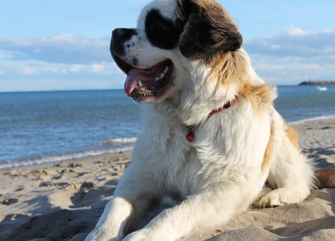 Anziani e animali: consigli per il benessere del cane in estate