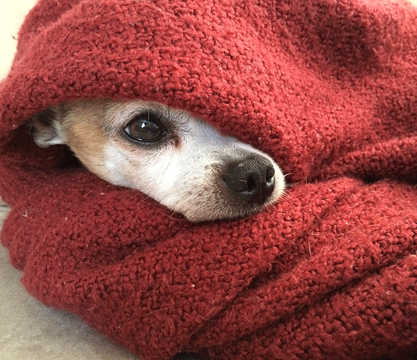 Cani e freddo: come prepararli all'inverno