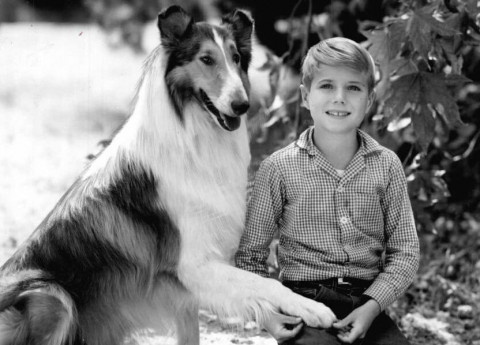 Cani famosi, ormai anziani: gli anni d'oro di Lassie e Rex