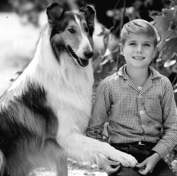 Cani famosi, ormai anziani: gli anni d'oro di Lassie e Rex