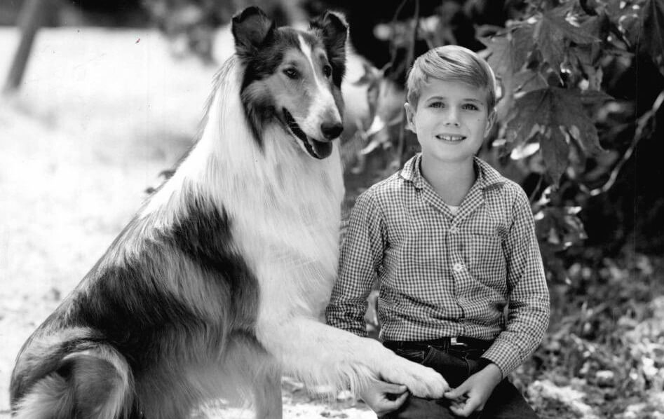 Cani famosi, ormai anziani: gli anni d'oro di Lassie e Rex