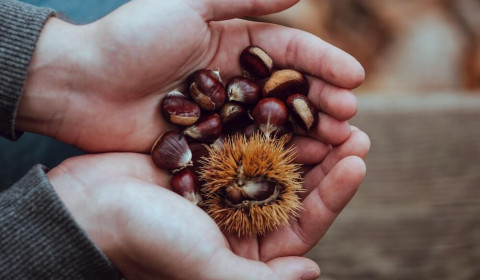 Padre Pio <br>Castagnata 2025