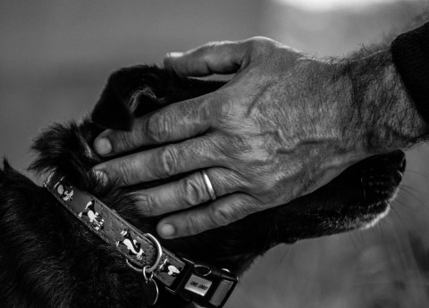 Abbandono: ecco perché portare il cane in vacanza