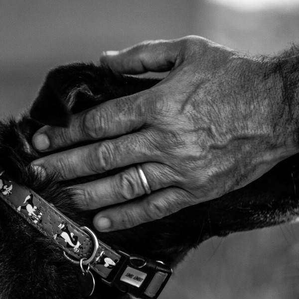 Abbandono: ecco perché portare il cane in vacanza