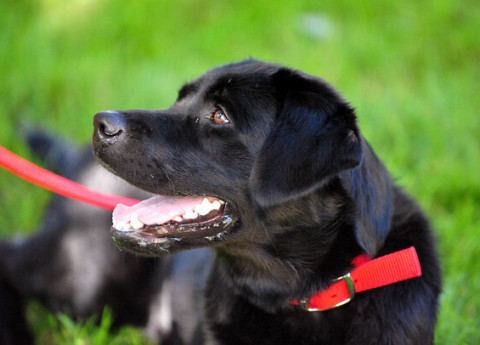 "Ginnastica a sei zampe". Un po' di attività fisica in compagnia del proprio cane