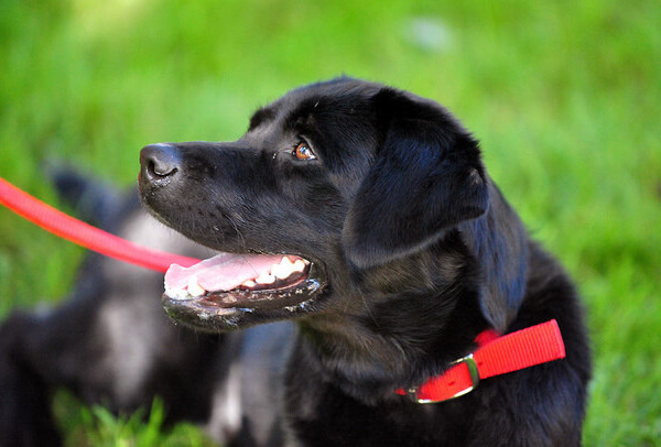 "Ginnastica a sei zampe". Un po' di attività fisica in compagnia del proprio cane