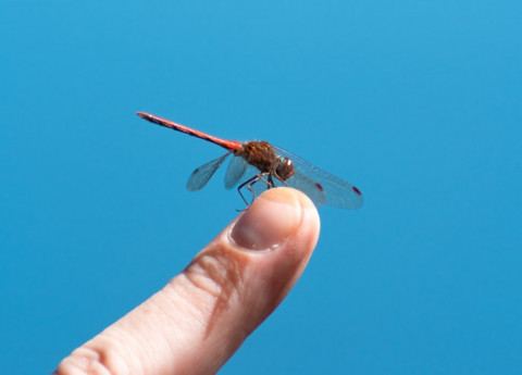 Punture di insetto, come riconoscerle e curarle