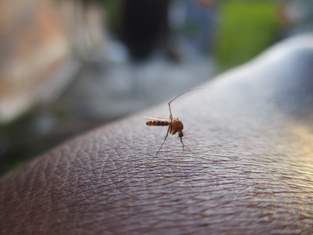 puntura insetto zanzara