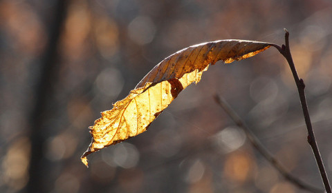 Smeralda<br>Inverno 2026