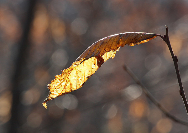 Smeralda<br>Inverno 2026