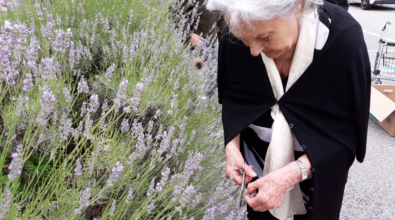 Tutta la bellezza ed il profumo della lavanda