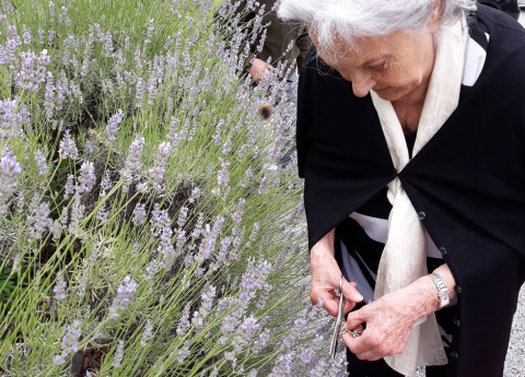 Tutta la bellezza ed il profumo della lavanda