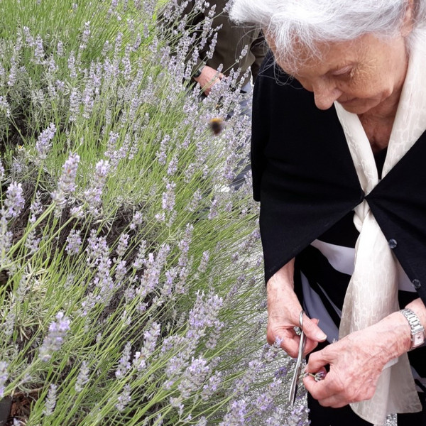 Tutta la bellezza ed il profumo della lavanda