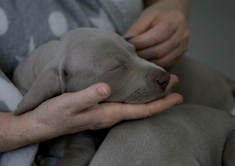 Korian, tra Pet Therapy e Tellington Ttouch