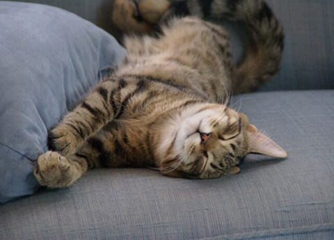 Pet therapy anziani: medicine a quattro zampe