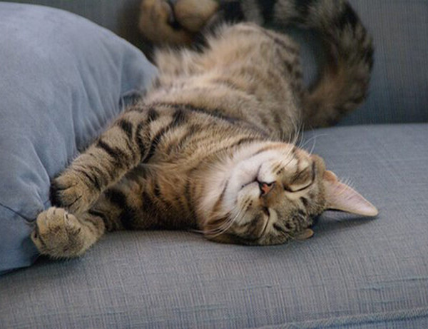 Pet therapy anziani: medicine a quattro zampe