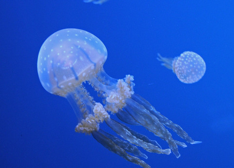 SOS vacanze: rimedi per il sole, le punture e i piccoli incidenti