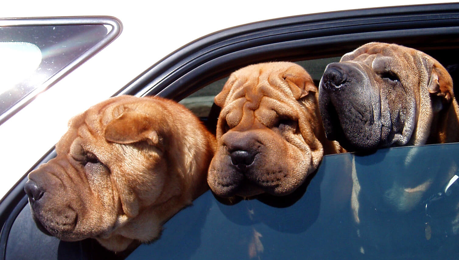 Anziani e animali: i consigli per viaggiare con il cane