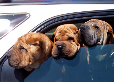 Anziani e animali: i consigli per viaggiare con il cane