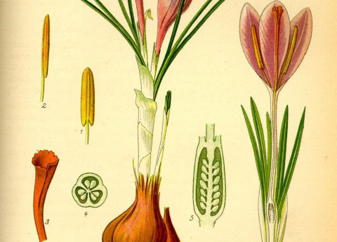 Che sapore hanno i ricordi degli anziani?