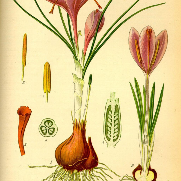 Che sapore hanno i ricordi degli anziani?