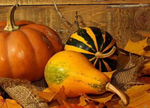 Le proprietà della zucca