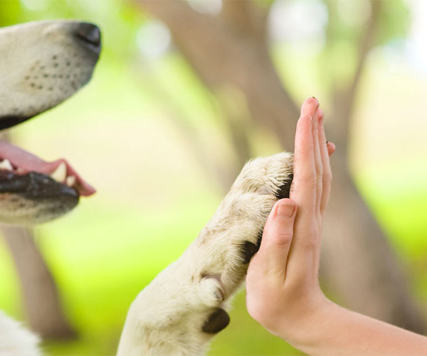 Collegio San Filippo Neri<br>Pet Therapy al Collegio
