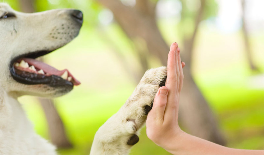 Collegio San Filippo Neri<br>Pet Therapy al Collegio