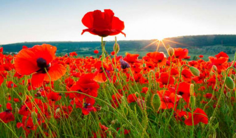 Sant’Andrea<br>Luglio 2023