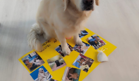 Heliopolis<br>Dog camp<br>Sguardi e coccole