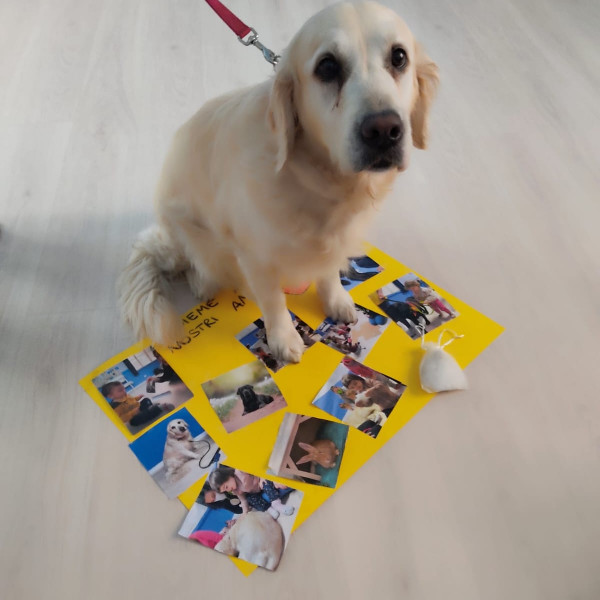 Heliopolis<br>Dog camp<br>Sguardi e coccole