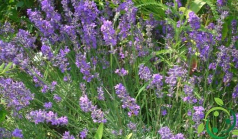 Padre Pio<br> La raccolta della lavanda 2025