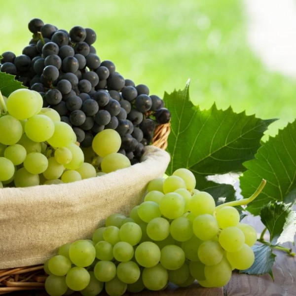 Heliopolis>br>Heliopolis in sagra 2025