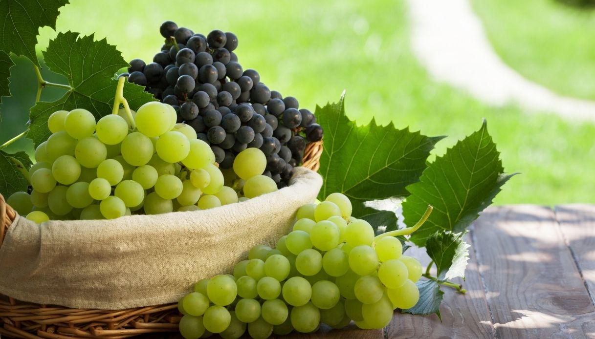 Heliopolis>br>Heliopolis in sagra 2025