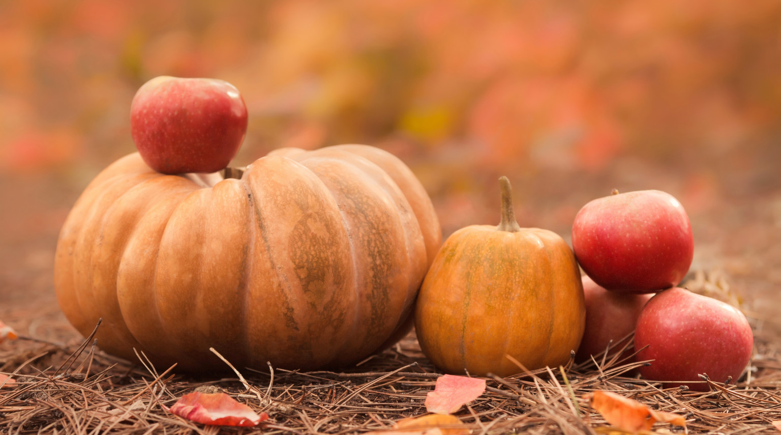 Bosco della Stella<br>Eventi d’Ottobre